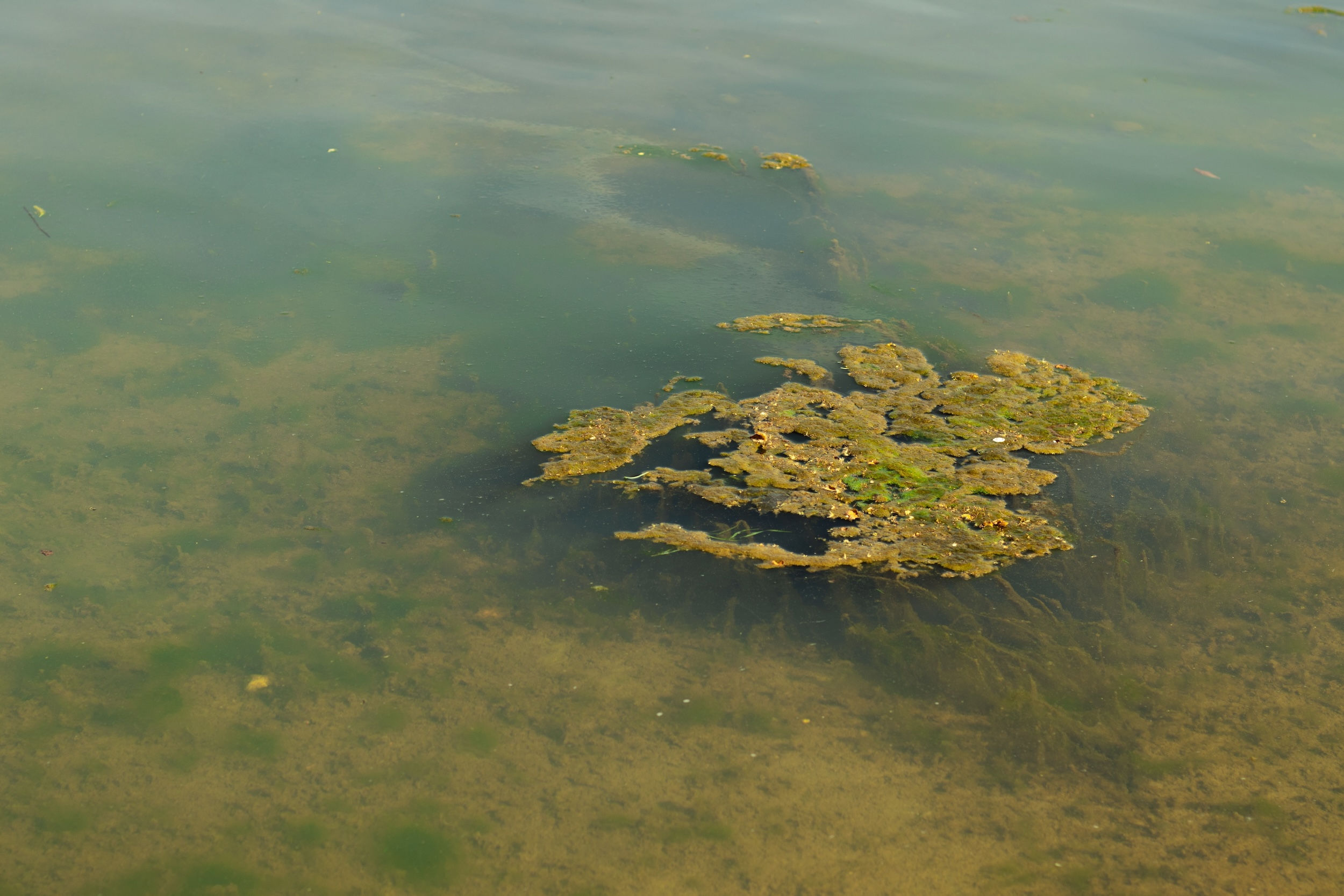 Условия цветения воды. Цветение воды цианобактерии. Eutrophication and algal Blooms Lake Sevan. Eutrophication and algal Blooms Sevan.